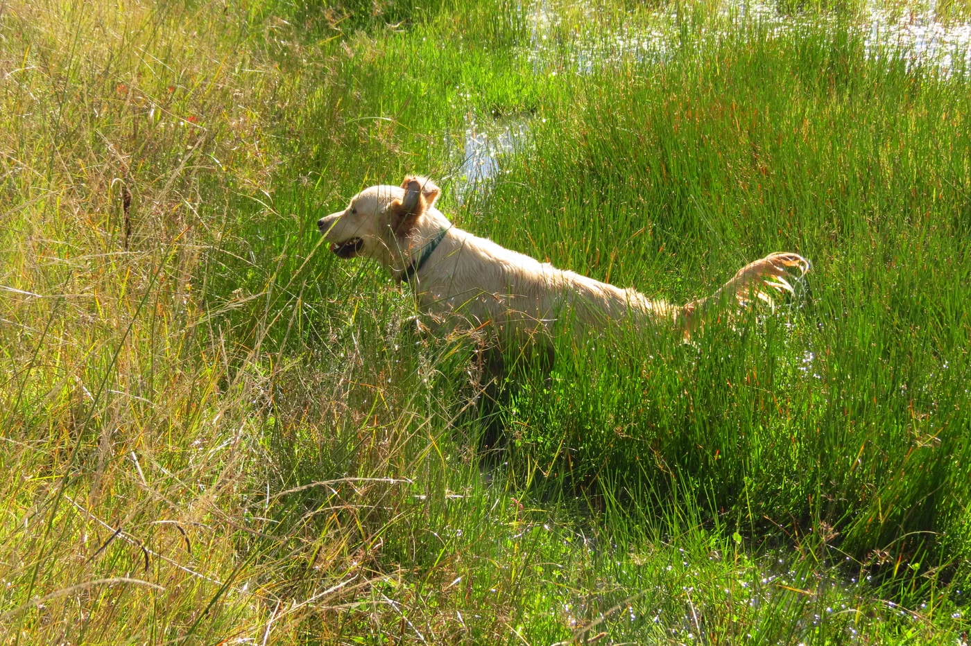 Golden Retriever at Lochariko Kennels in morning sunlight
